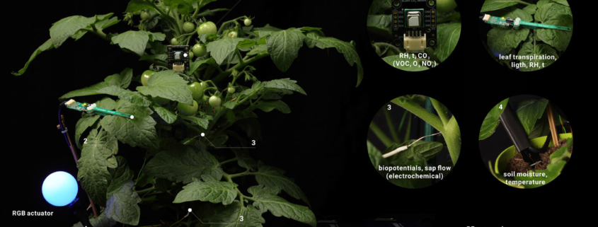 Phytosensor Setup - WATCHPLANT